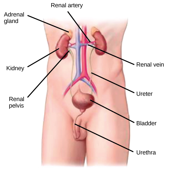 Vị trí và chức năng của thận